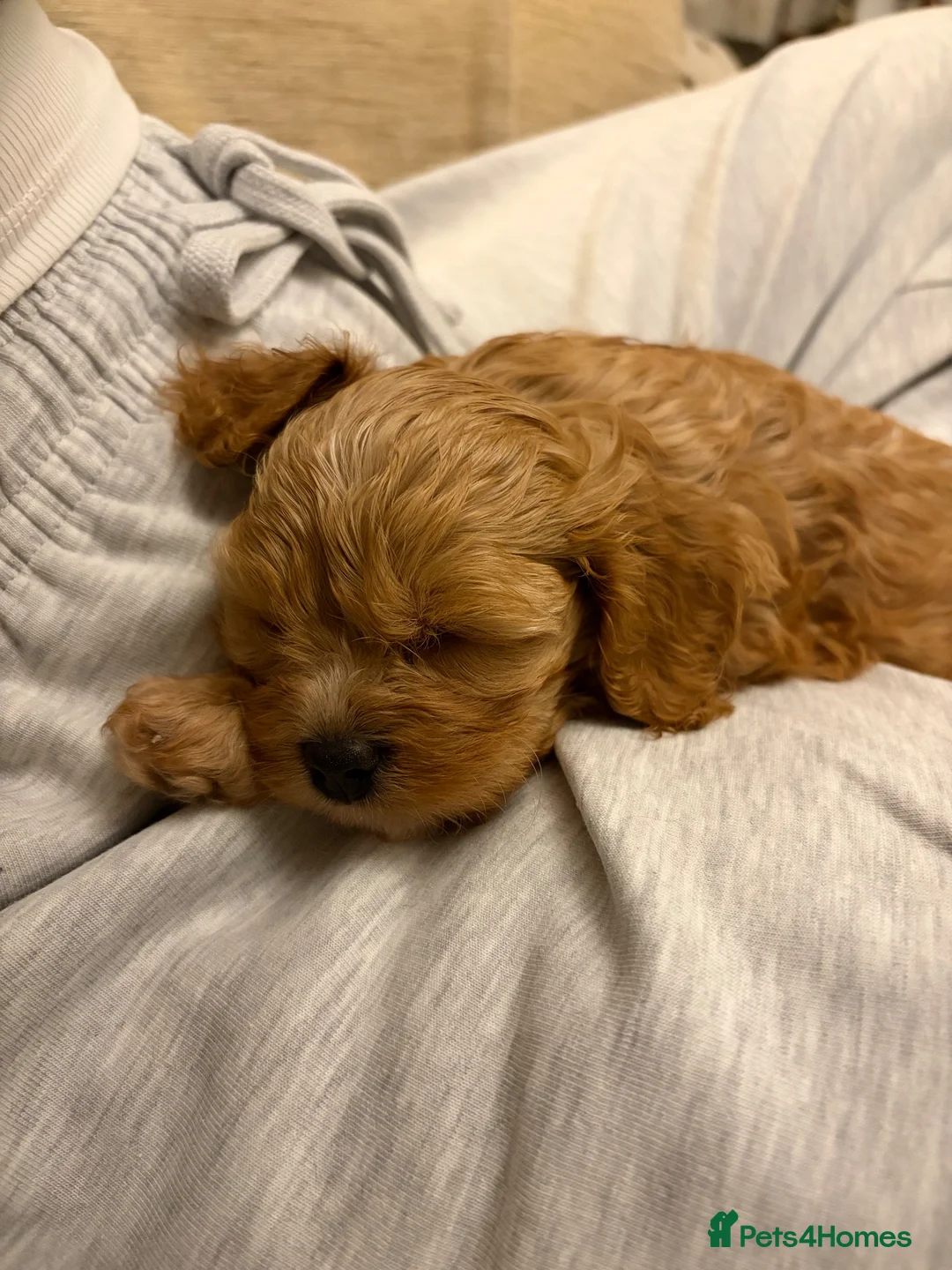 Cavapoo dogs for sale: Only One Female Cavapoo Puppy Left – Apricot Girl - Advert 1