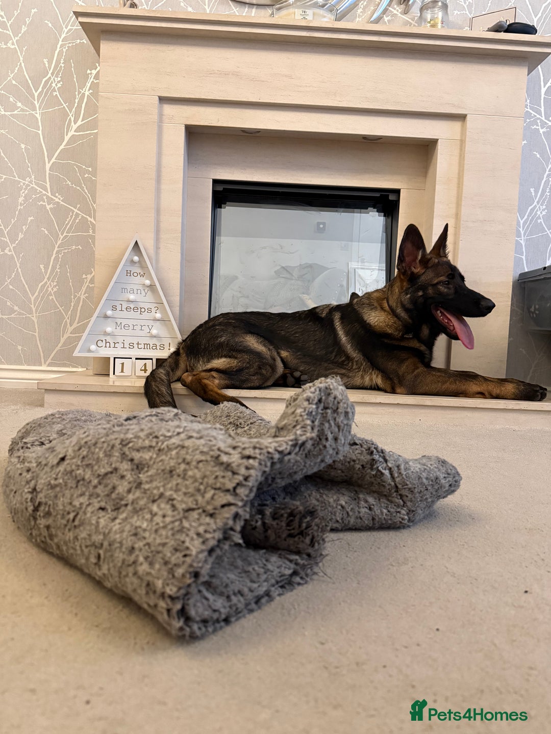 German Shepherd dogs for sale: Stunning Working line German Shepherd - Advert 5