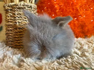 Mini Lion Lop rabbits Single main lion lops - Advert 2