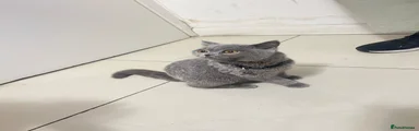 Beautiful 7-Month-Old Female British Shorthair Grey