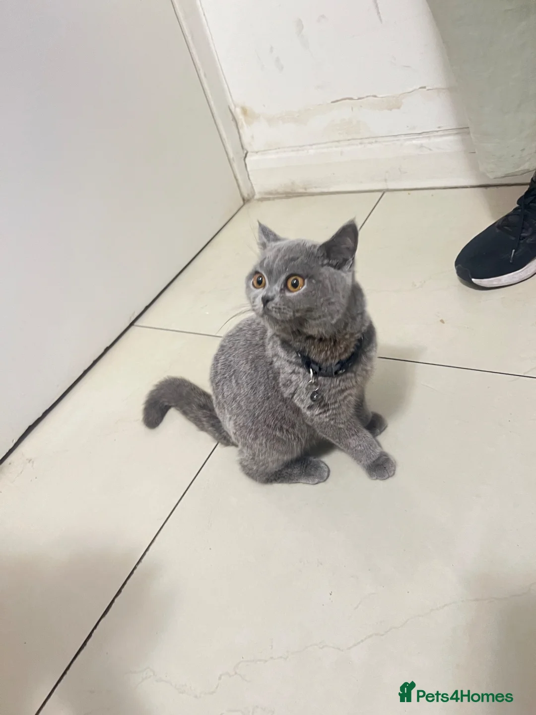 British Shorthair cats for sale: Beautiful 7-Mont Old Female British Shorthair Grey in London - Advert 2