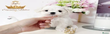 Maltese Puppy 3