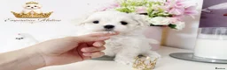 Maltese dogs for sale: Tiny KC Reg. Korean Maltese- CH line show dogs! - Advert 5