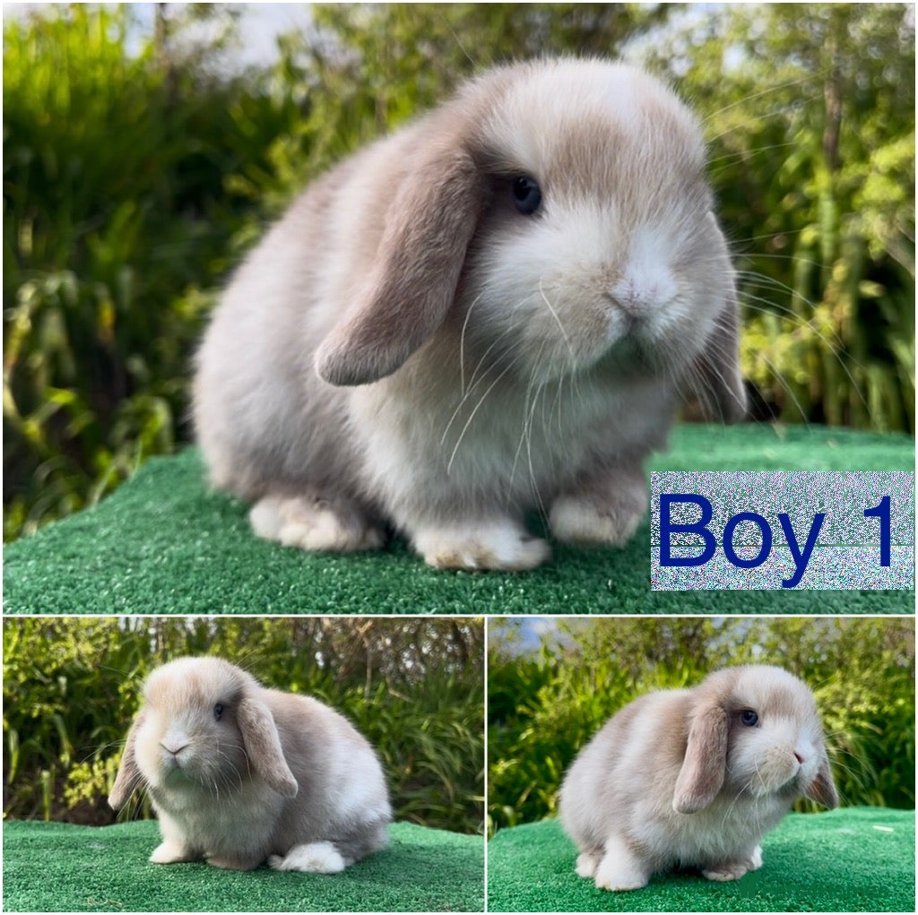 Mini Lop rabbits Baby mini lops ready 26th April - Advert 9
