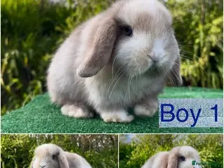 Mini Lop rabbits Baby mini lops ready 26th April - Advert 2