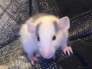 Rat rodents Fancy Rats,mice - Advert 1