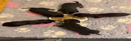 Miniature Dachshund dogs for sale: Miniature dachshund   in Colwyn Bay - Advert 2