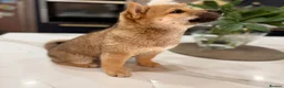 Japanese Shiba Inu dogs for sale: Exceptional Shiba Inu Puppies for Sale in London - Advert 11
