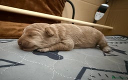 Schnoodle dogs for sale: Adorable Schnoodle Puppies Looking for Loving Home - Image 5