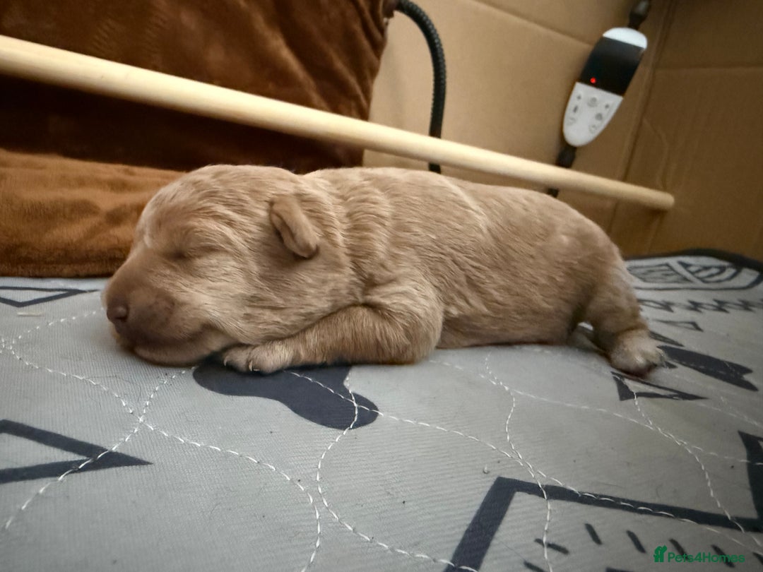 Schnoodle dogs for sale: Adorable Schnoodle Puppies Looking for Loving Home - Image 5
