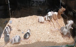 Mouse rodents for sale: Baby Coloured Fancy Mice  - Advert 2