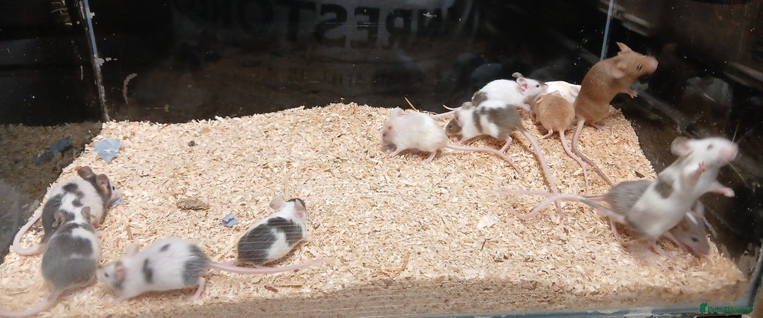 Mouse rodents for sale: Baby Coloured Fancy Mice  - Advert 2