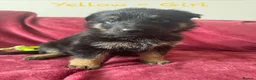 German Shepherd dogs for sale: Stunning Family Raised German Shepherd Puppies - Advert 25