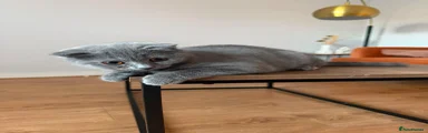 Tom