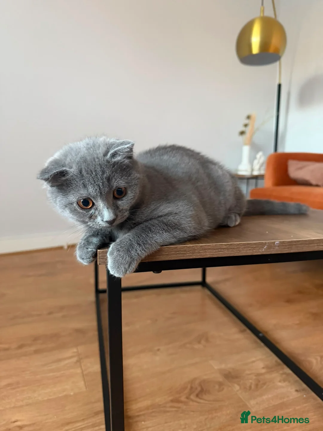 British Shorthair cats for sale: British shorthair READY FOR NEW HOMH - Advert 2