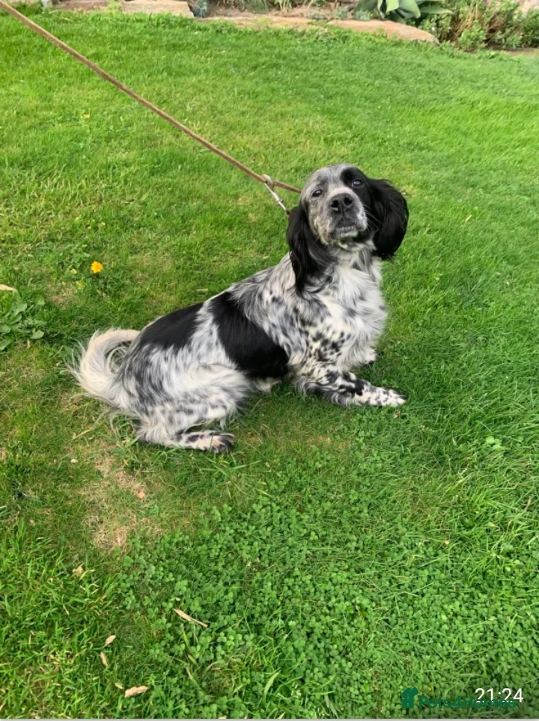 English Setter dogs for adoption: Mara  in Alfreton - Advert 2