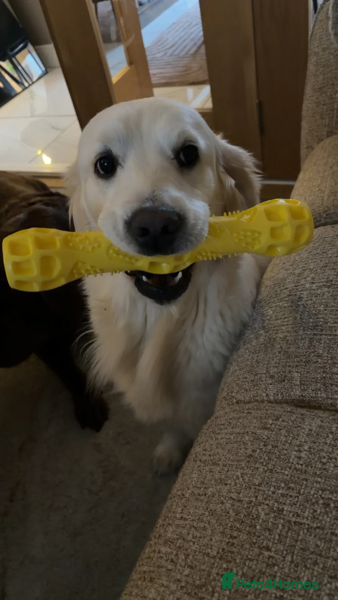 Golden Retriever dogs for sale: 23 month old golden retriever girl - Advert 6