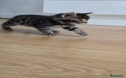 Bengal cats for sale:  Bengal with long haired blk & white kittens - Image 33