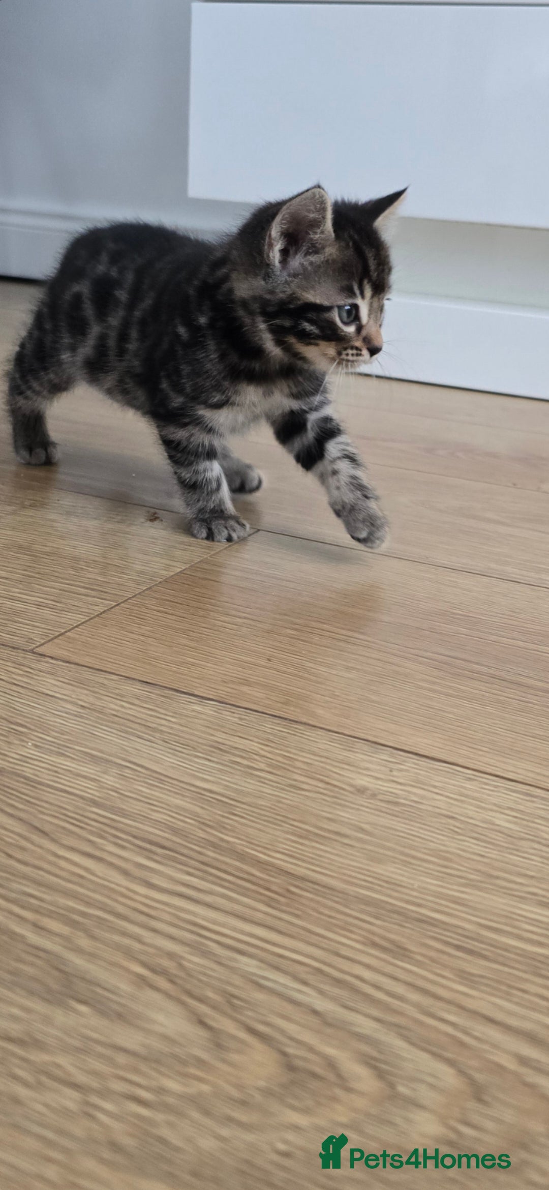 Bengal cats for sale:  Bengal with long haired blk & white kittens - Image 33