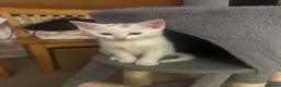 Mixed Breed cats for sale: Kittens - Advert 11