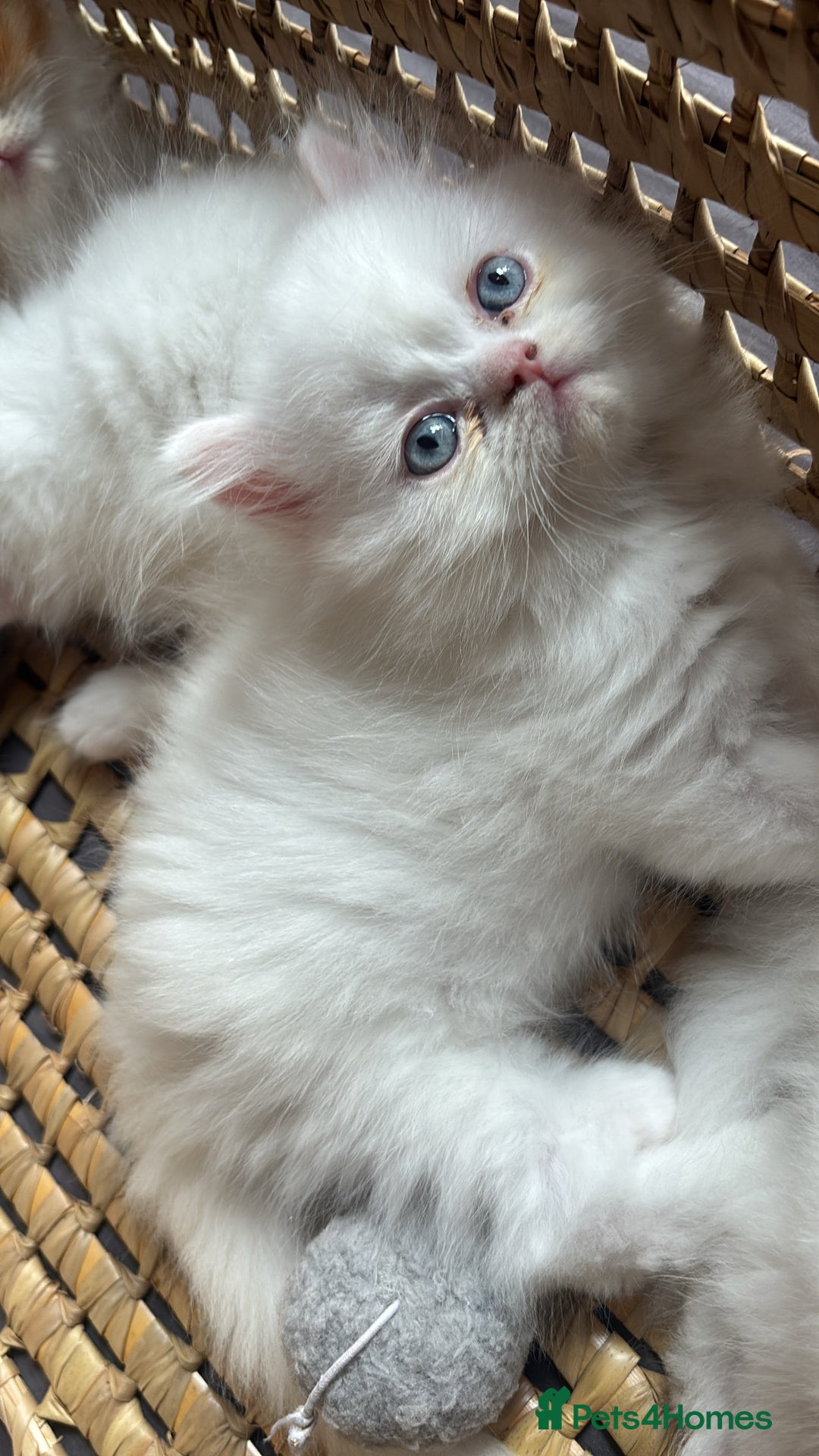 Persian cats for sale: Pure Persian baby's looking lovely home   - Image 10