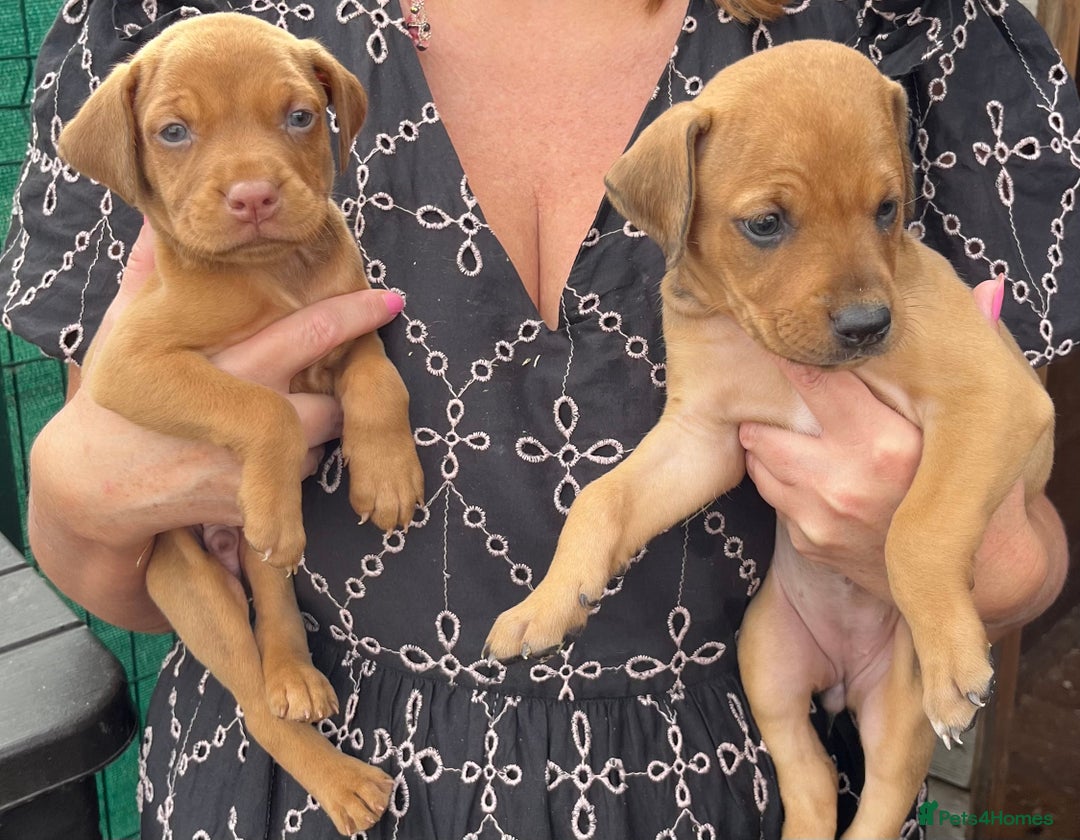 Dobermann dogs for sale: Doberman puppies for sale - Image 8