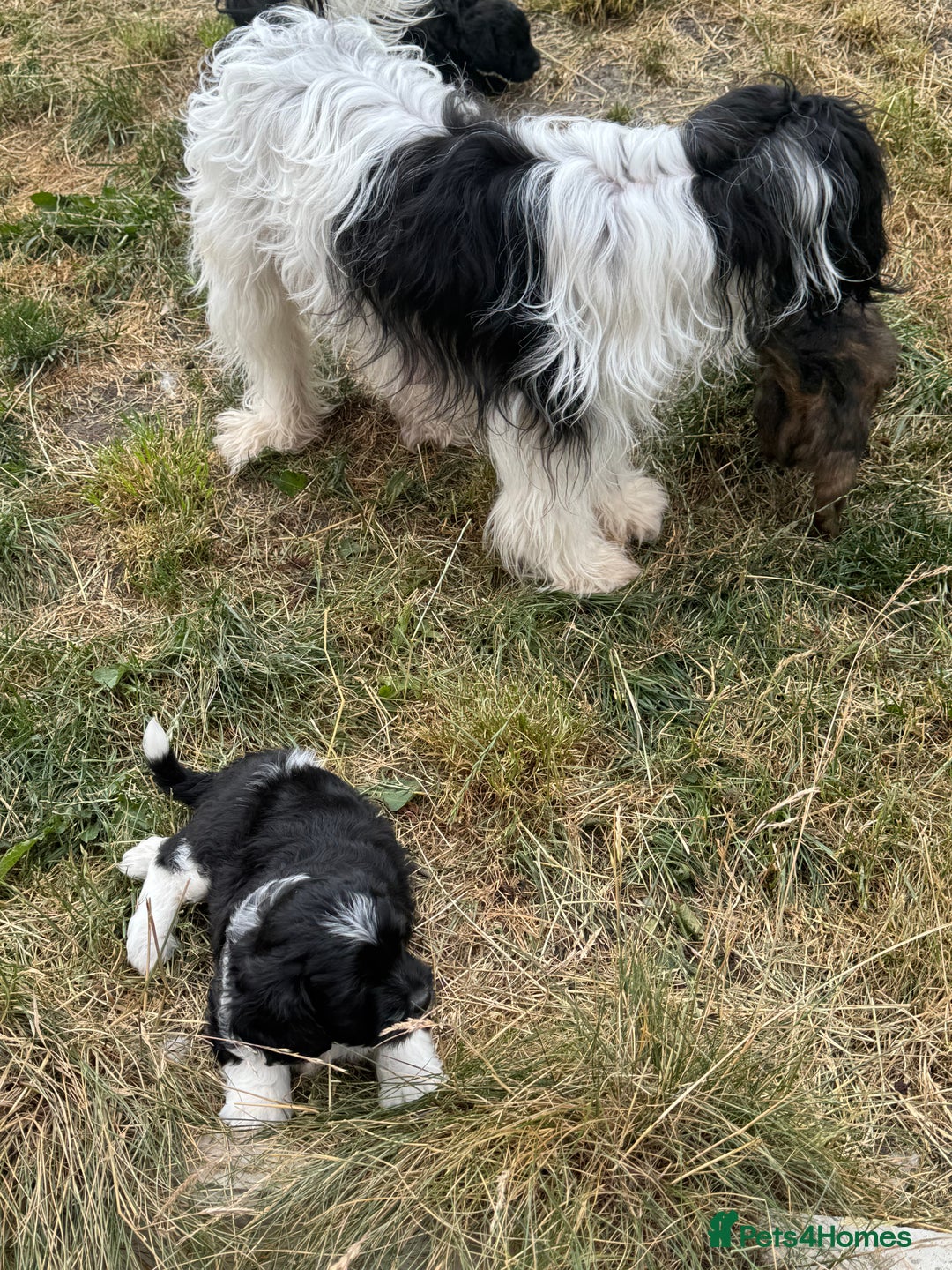 Shihpoo dogs for sale: 4 shihpoo males  in Telford - Image 28