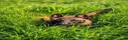 Belgian Shepherd Dog dogs for sale: 9 month old male Belgian Shepard Malinois  - Advert 17