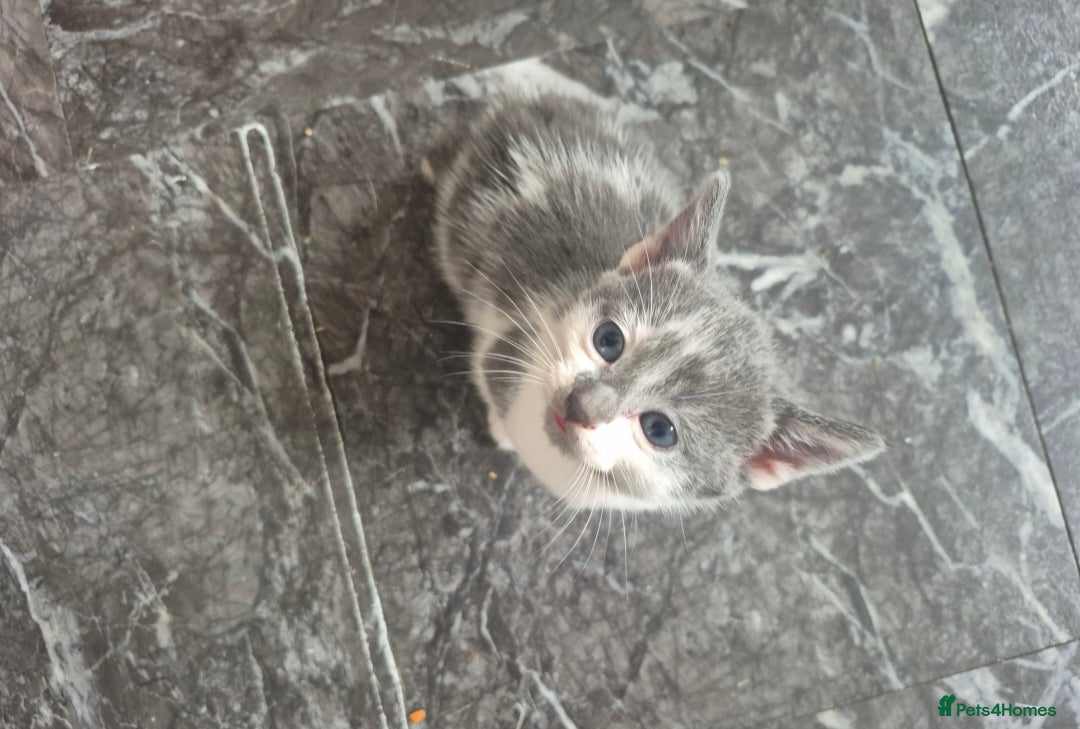 Mixed Breed cats for sale: 4 beautiful fluffy kittens for sale - Image 8