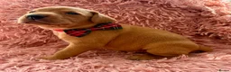 Labrador Retriever dogs for sale: KC Reg Labradors from Fully Health tested parents - Advert 4
