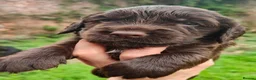 Cocker Spaniel dogs for sale: Cocker spaniel puppies  - Advert 4