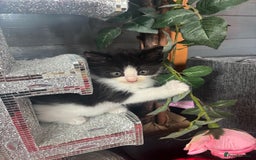Ragdoll cats for sale: 3 beautiful ragdoll kittens available  - Image 5