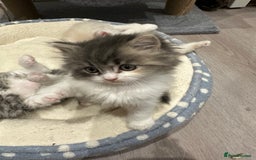 Mixed Breed cats for sale: Beautiful Perdoll Kittens🐾 - Advert 3