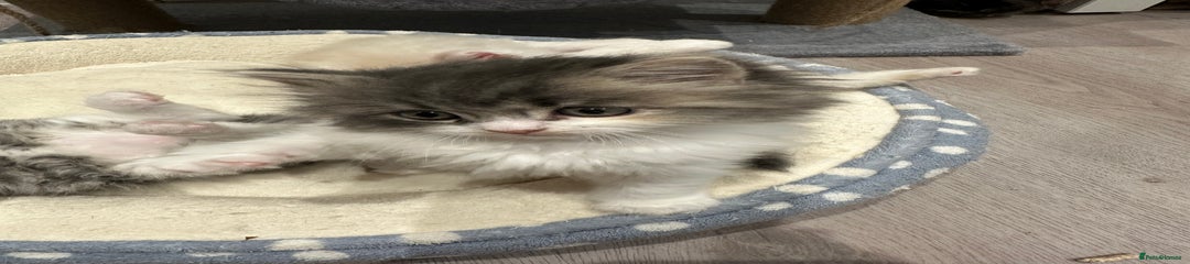 Mixed Breed Kitten 1