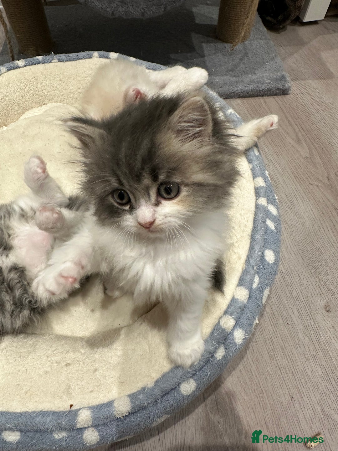 Mixed Breed cats for sale: Beautiful Perdoll Kittens🐾 - Advert 3