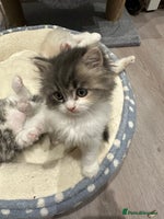 Mixed Breed cats Beautiful Perdoll Kittens🐾 - Advert 8