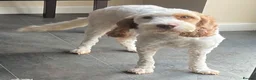 Cockapoo dogs for sale: Absolutely beautiful girl - Advert 19