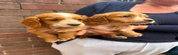 Cocker Spaniel dogs for sale: Working Cocker Spaniels - Advert 6