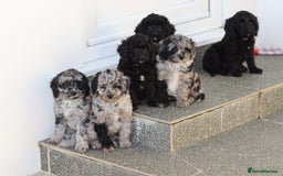 Cavapoo dogs for sale: Beautiful Cavapoochons for sale  - Image 32