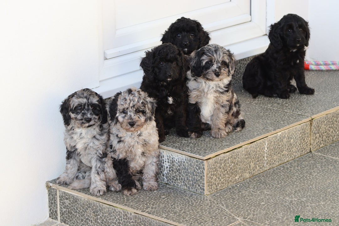 Cavapoo dogs for sale: Beautiful Cavapoochons for sale  - Image 32