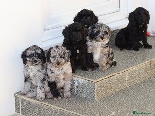 Cavapoo dogs - Advert 9