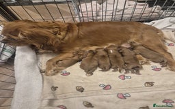 Cavalier King Charles Spaniel dogs for sale: Cavalier King Charles  - Image 4