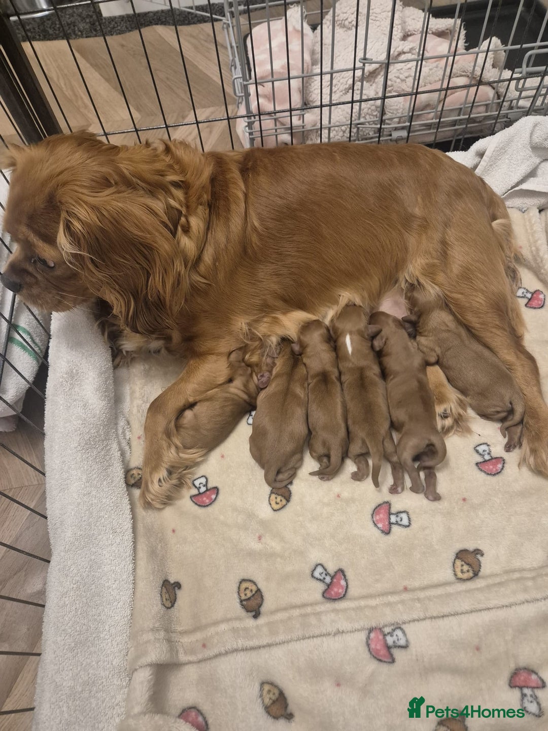 Cavalier King Charles Spaniel dogs for sale: Cavalier King Charles  - Image 4