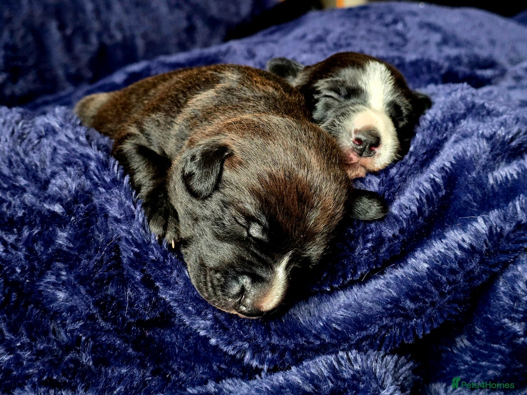 Mixed Breed dogs for sale: Short haired Collie pups - Image 11
