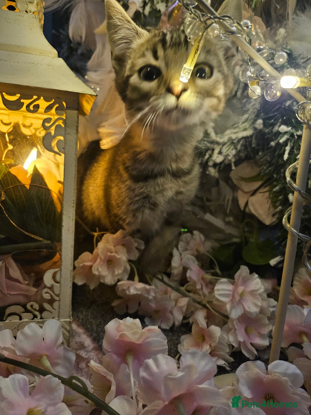 Mixed Breed cats for sale: Precious babies looking for homes - Advert 7