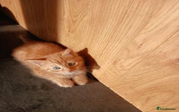 British Shorthair cats for sale: 3 beautiful kittens looking for forever home. - Advert 3