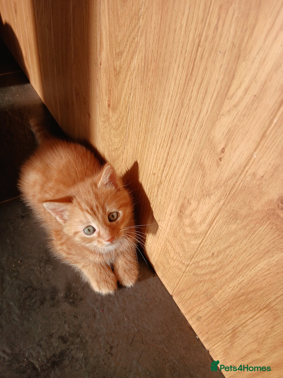 British Shorthair cats for sale: 3 beautiful kittens looking for forever home. - Advert 3