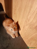 British Shorthair cats 3 beautiful kittens looking for forever home. - Advert 3