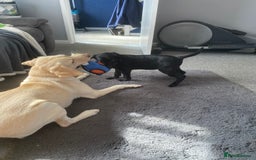 Labrador Retriever dogs for sale: Labrador female - Image 6