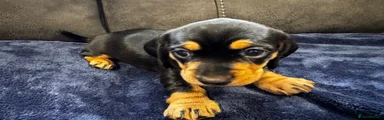 Dachshund 6
